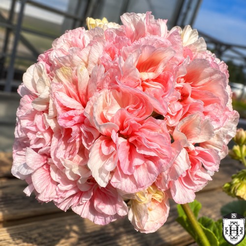 Pelargonium 'Iriol Eternite' - Pelargoon 'Iriol Eternite' P9/0,55L Pelargonium 'Iriol Eternite' - Pelargoon 'Iriol Eternite' P9/0,55L